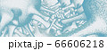 Digital illustration of blue outline of macro cells of coronavirus Covid 19 spreading over blue background.  66606218