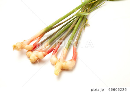 谷中生姜 66606226