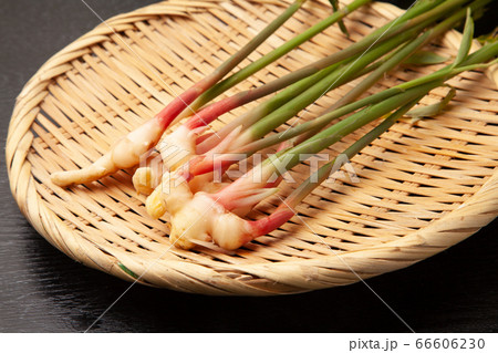 谷中生姜 66606230