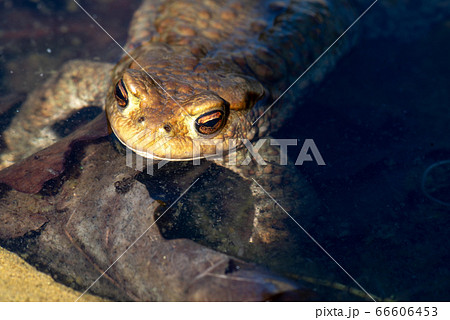 Close up young small brown frog head details 66606453