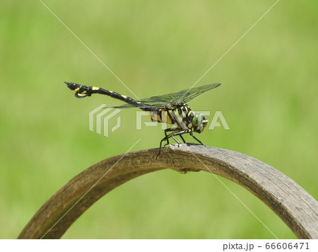 ウチワヤンマ 66606471