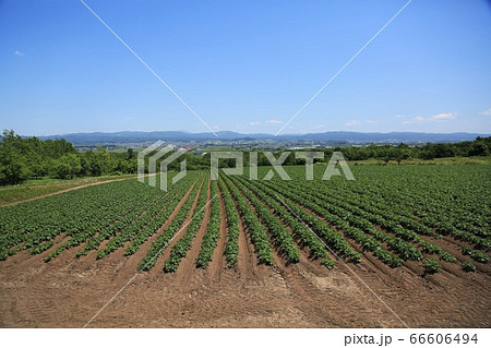 ジャガイモ畑 ジャガイモ畑 66606494