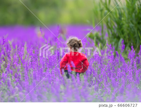 Deep in the purple fields Deep in the purple fields 66606727