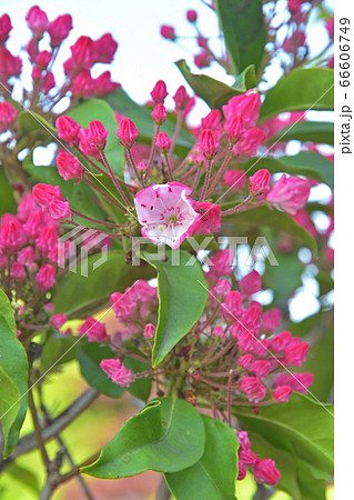 樹木:カルミア ツツジ科 樹木:カルミア ツツジ科 66606749
