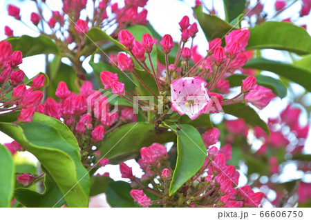 樹木:カルミア ツツジ科 樹木:カルミア ツツジ科 66606750