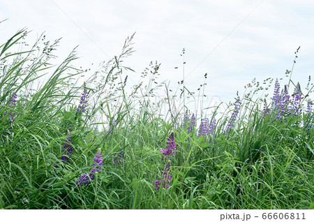 Wildflowers, green grass and the sky. Expanse. Natural beauty. Wildflowers, green grass and the sky. Expanse. Natural beauty. 66606811