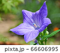 キキョウの花の横からのアップ 66606995