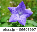 キキョウの花のアップ 66606997
