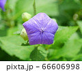 キキョウの花の開花間近のツボミ 66606998