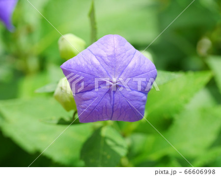 キキョウの花の開花間近のツボミ キキョウの花の開花間近のツボミ 66606998
