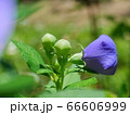 キキョウの花のツボミ 66606999