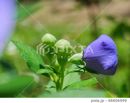 キキョウの花のツボミ 66606999
