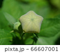 キキョウの花のツボミのアップ 66607001