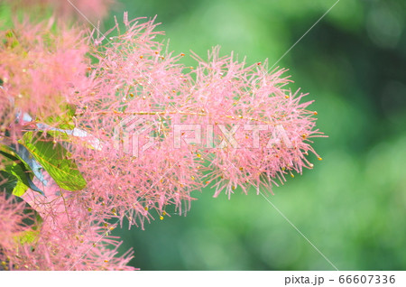 スモークツリー けむりの木 スモークツリーの花 の写真素材