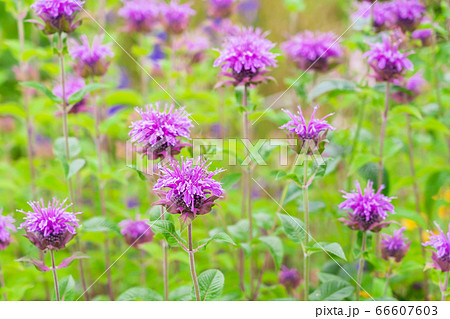 夏の花 ベルガモット 夏の花 ベルガモット 66607603