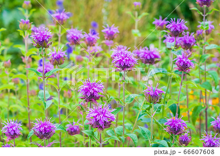 夏の花 ベルガモットの写真素材