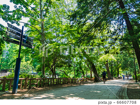 東京　吉祥寺　井の頭公園 66607708