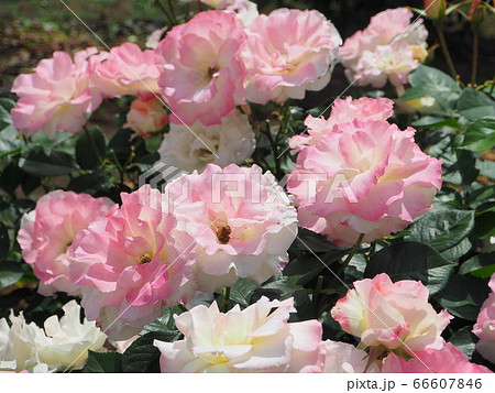 静岡県 白糸の里 初夏に咲く薔薇 (5月) 静岡県 白糸の里 初夏に咲く薔薇 (5月) 66607846