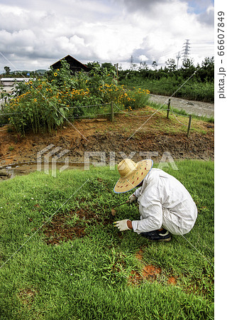 風景 自然 花畑 66607849