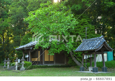 見沼田圃:上野田氷川社 見沼田圃:上野田氷川社 66607891