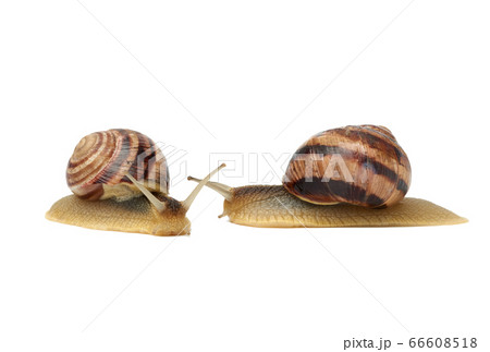 two brown snails isolated on white background two brown snails isolated on white background 66608518