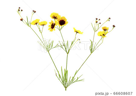 ハルシャギク 66608607