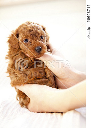 baby teacup poodle