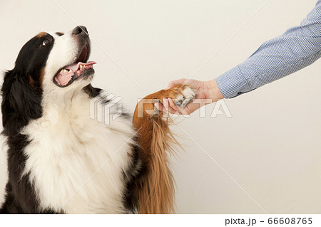 お手をするバーニーズ・マウンテン・ドッグ お手をするバーニーズ・マウンテン・ドッグ 66608765