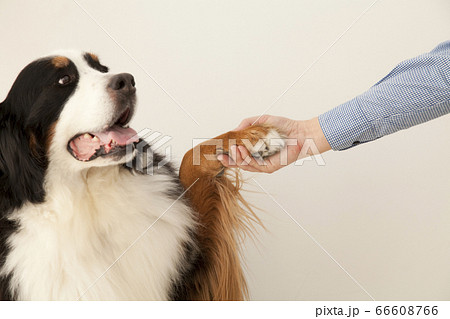 お手をするバーニーズ・マウンテン・ドッグ お手をするバーニーズ・マウンテン・ドッグ 66608766