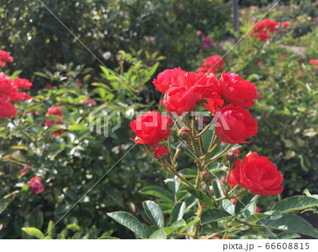 【バラ園】春のガーデンに咲く赤いバラ 【バラ園】春のガーデンに咲く赤いバラ 66608815