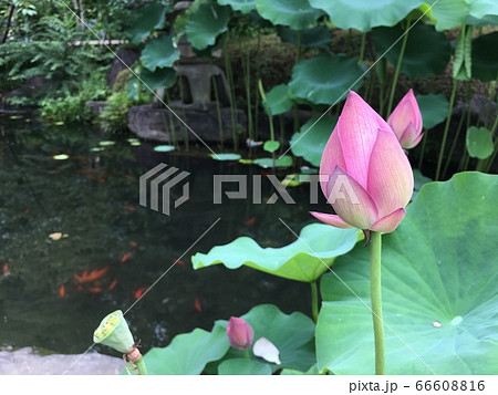 【初夏のイメージ】池から伸びるピンク色の蓮の蕾 66608816