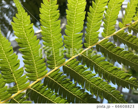 タスマニア 木生シダ マンファーン の葉の写真素材 6660