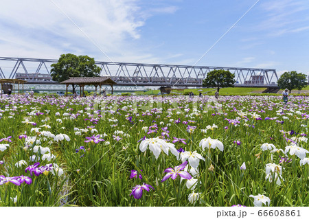 小岩菖蒲園 小岩菖蒲園 66608861