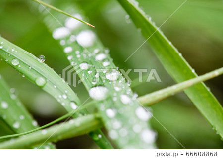 Macro shot of water drops at grass 66608868