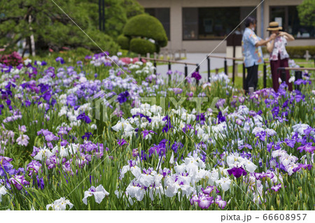堀切菖蒲園 堀切菖蒲園 66608957