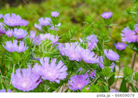 夏の花　ストケシア 66609079