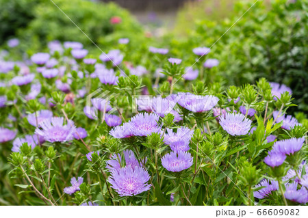 夏の花　ストケシア 66609082