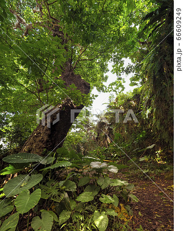 沖縄・首里金城の大アカギ Shuri Kinjo Big Akagi Tree, Okinawa 沖縄・首里金城の大アカギ Shuri Kinjo Big Akagi Tree, Okinawa 66609249