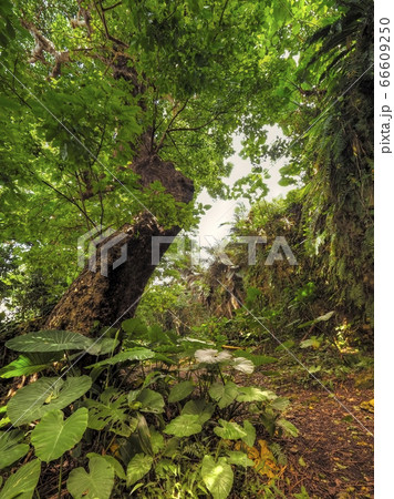 沖縄・首里金城の大アカギ Shuri Kinjo Big Akagi Tree, Okinawa 沖縄・首里金城の大アカギ Shuri Kinjo Big Akagi Tree, Okinawa 66609250