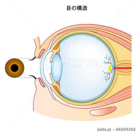 目の構造 目のつくりのイラスト素材