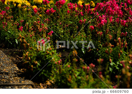 キンギョソウ 66609760