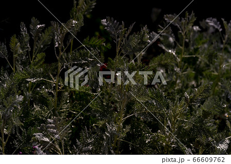 朝露に濡れる 66609762