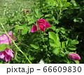 Summer pink roses. Outdoor picture Summer pink roses. Outdoor picture 66609830