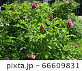 Pink roses in summer day. Outdoor picture Pink roses in summer day. Outdoor picture 66609831