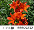 Liles in summer day. Outdoor image Liles in summer day. Outdoor image 66609832