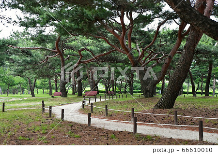 森林 屋外 葉 66610010