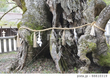 乎知命 お手植えの楠(大山祇神社/愛媛県今治市大三島町宮浦) 乎知命 お手植えの楠(大山祇神社/愛媛県今治市大三島町宮浦) 66610319