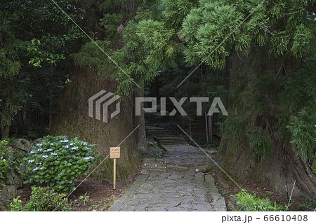 夫婦杉　熊野古道　大門坂（和歌山県 那智勝浦町） 66610408