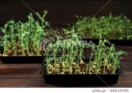 Mixed Microgreens in box on wooden table background 66610490