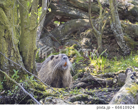 muskrat (Ondatra zibethicus) looking up from mossy trees and grass 66610924